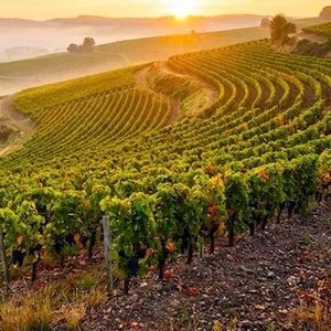 Terraced Beaujolais vineyard rows glowing at sunrise above a misty valley
